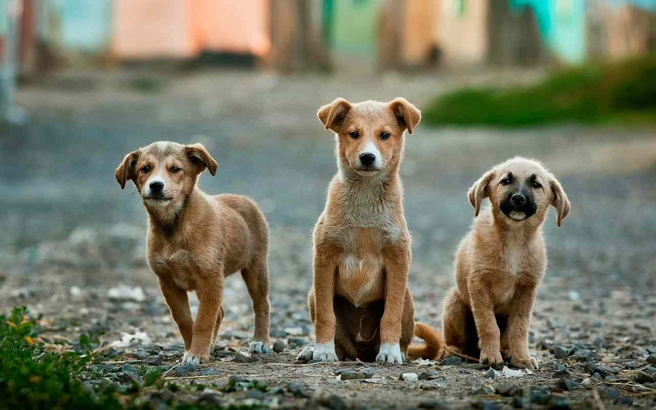 3 Dogs are in a street without dog fence