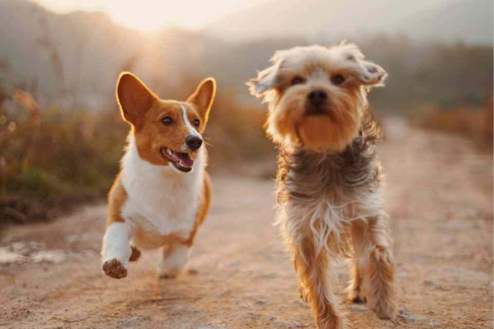 dog fence
