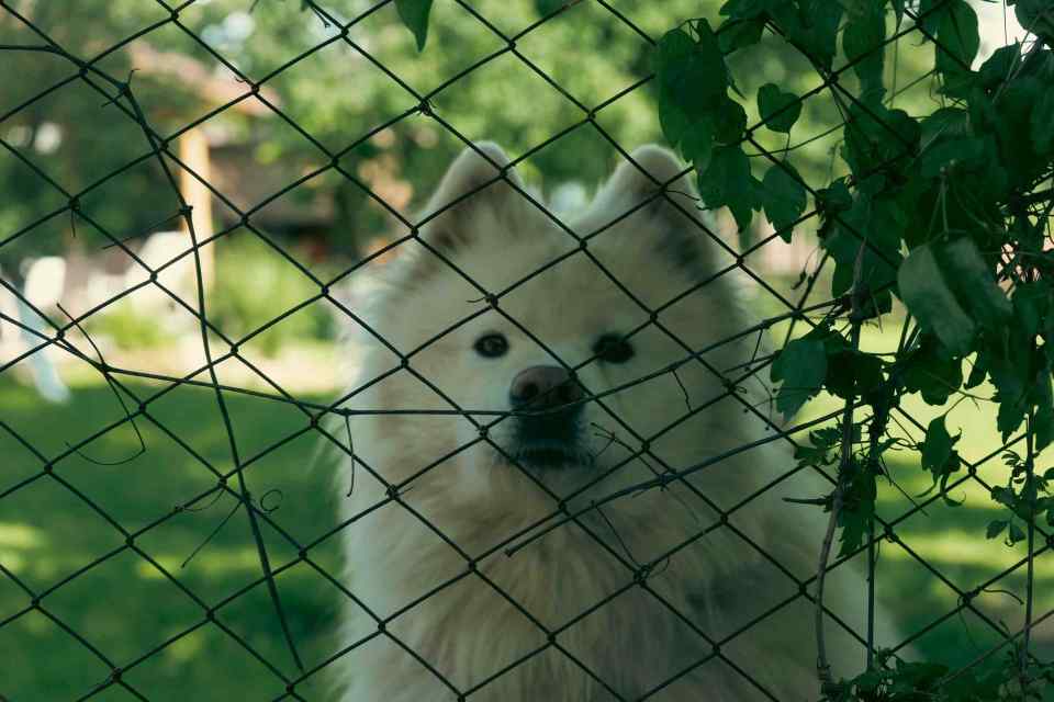 best dog fence
