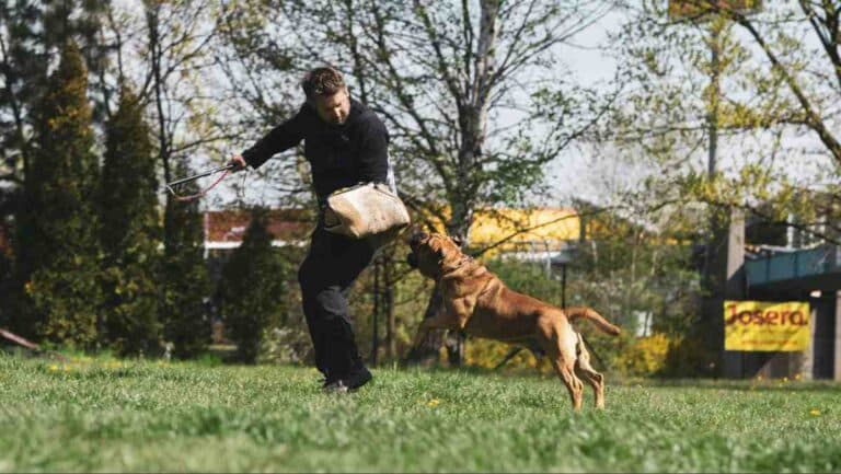Large brown dog leaping to bite a training sleeve held by a trainer outdoors