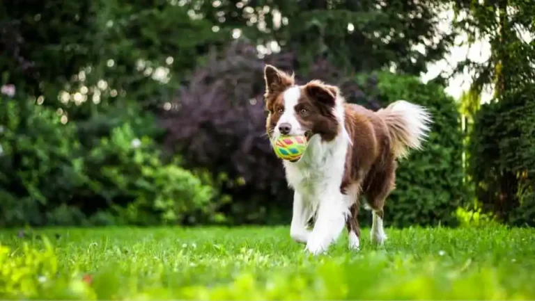 a dog taking a ball on his mouth in dog fence