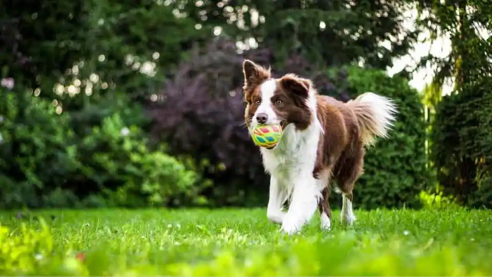 a dog taking a ball on his mouth in dog fence