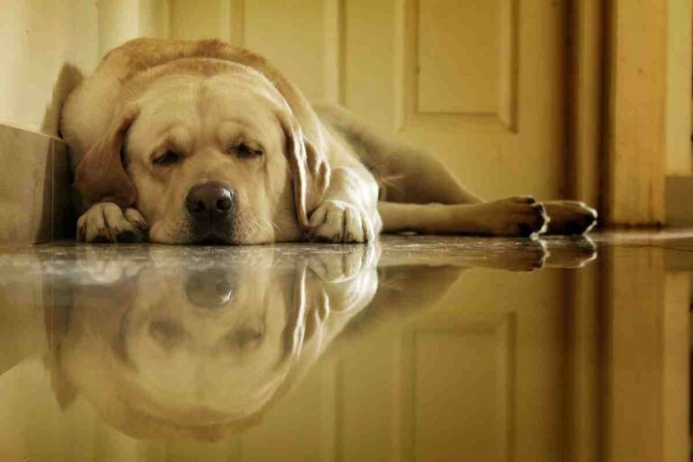 Tired yellow Labrador lying on a reflective floor near a door