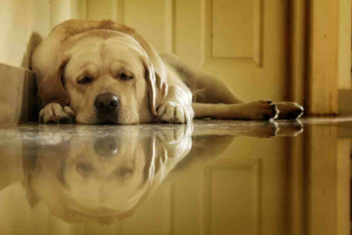 Tired yellow Labrador lying on a reflective floor near a door