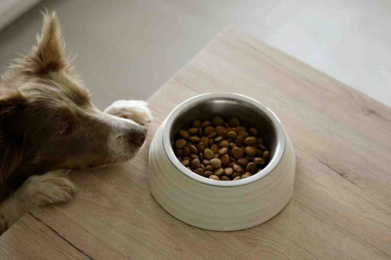 Small dog sniffing a bowl of dry kibble on wooden table highlighting what counts as Toxic Food for Dogs
