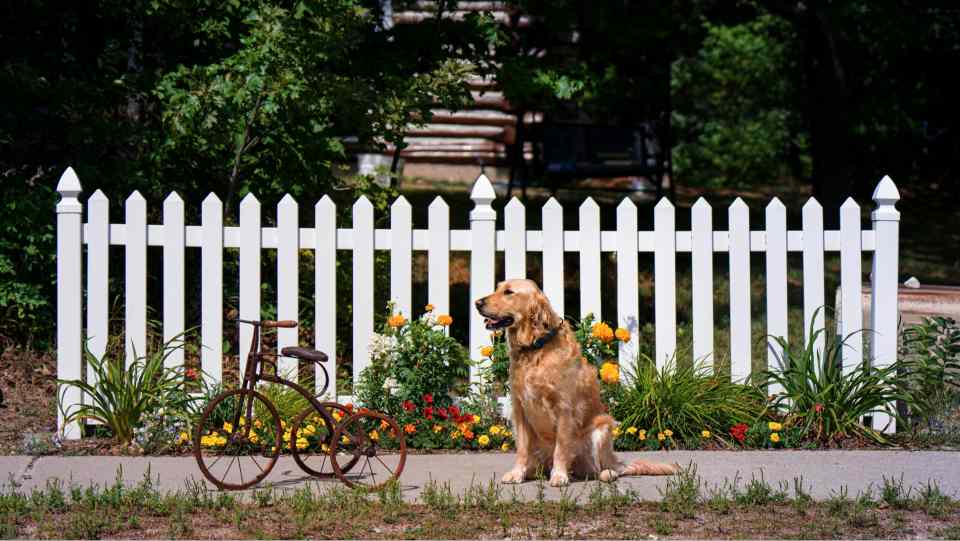 dog fence