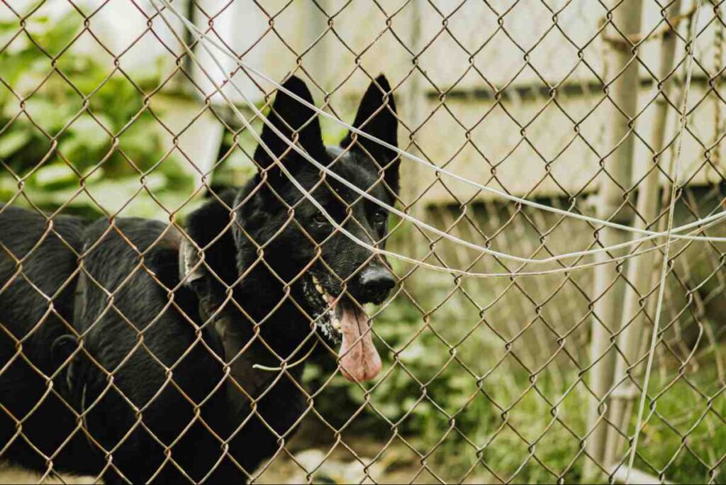 Large black German Shepherd panting behind a chain-link fence in a backyard