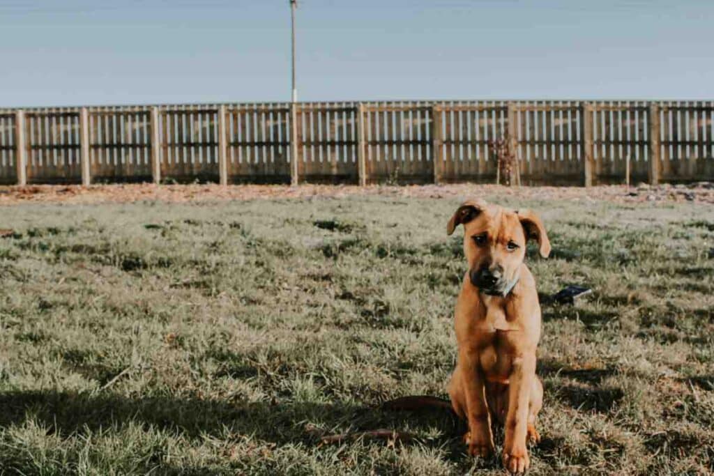 Tan puppy sitting alone in a large fenced yard with a wooden perimeter fence