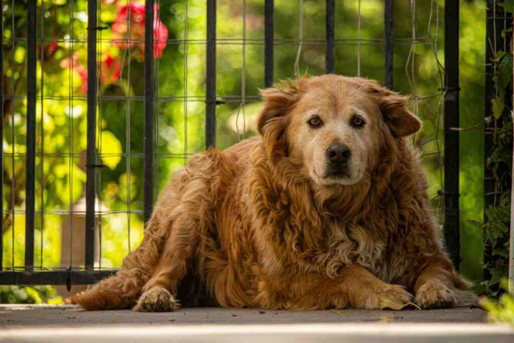 Fluffy golden senior dog lying behind a black metal fence — best dog fence for large dogs & large yards