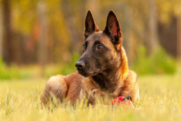 Close-up of a dog sighing while lying down in a golden field