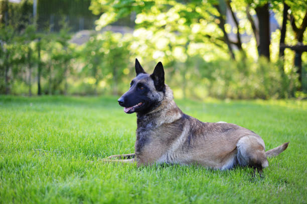 Dog sighing while lying down relaxed on green grass in a garden