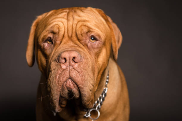 Senior dog with wrinkled face resting, showing signs of dog sighing while lying down