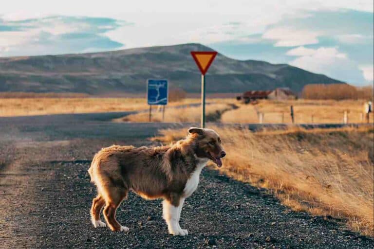 Brown and white dog standing alone on a rural gravel road near a yield sign and mountains