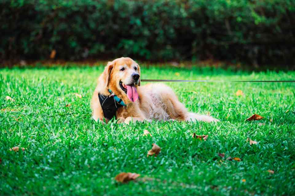 invisible dog fence