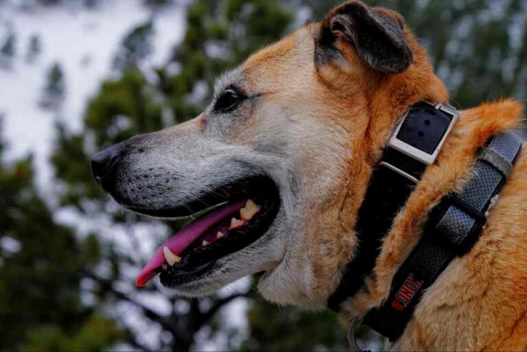 GPS Dog Fence