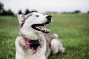 GPS Dog Fence