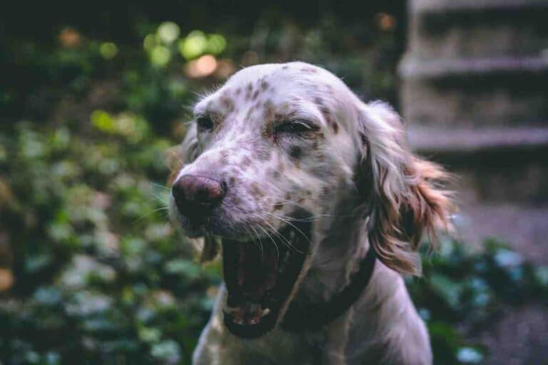 Speckled dog with mouth wide open barking outdoors near green foliage