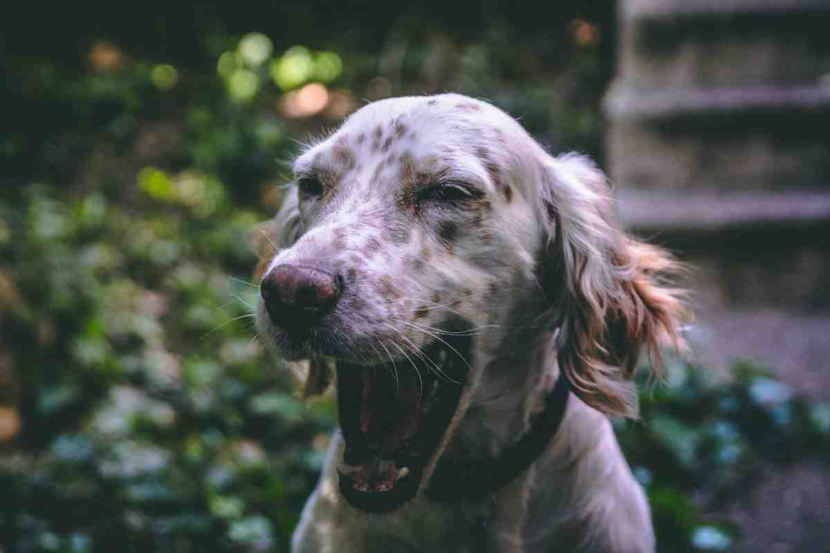 Speckled dog with mouth wide open barking outdoors near green foliage