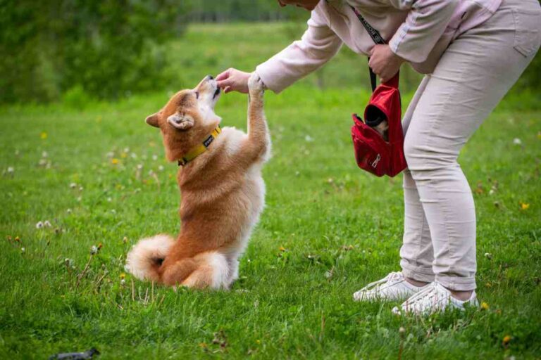 Shiba Inu sitting up and shaking paw with owner during training in a grassy field