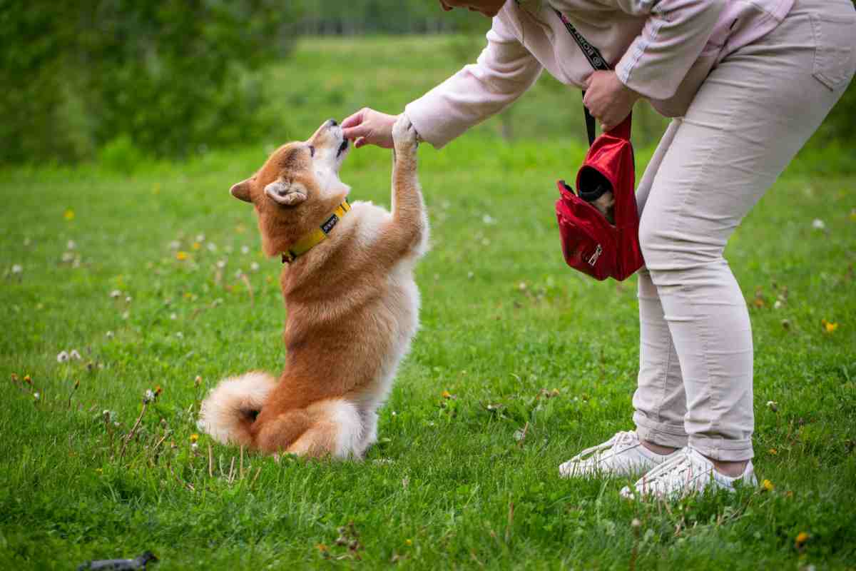 Shiba Inu sitting up and shaking paw with owner during training in a grassy field