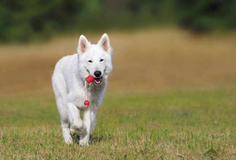 White Swiss Shepherd running across a grassy field with a red toy in its mouth