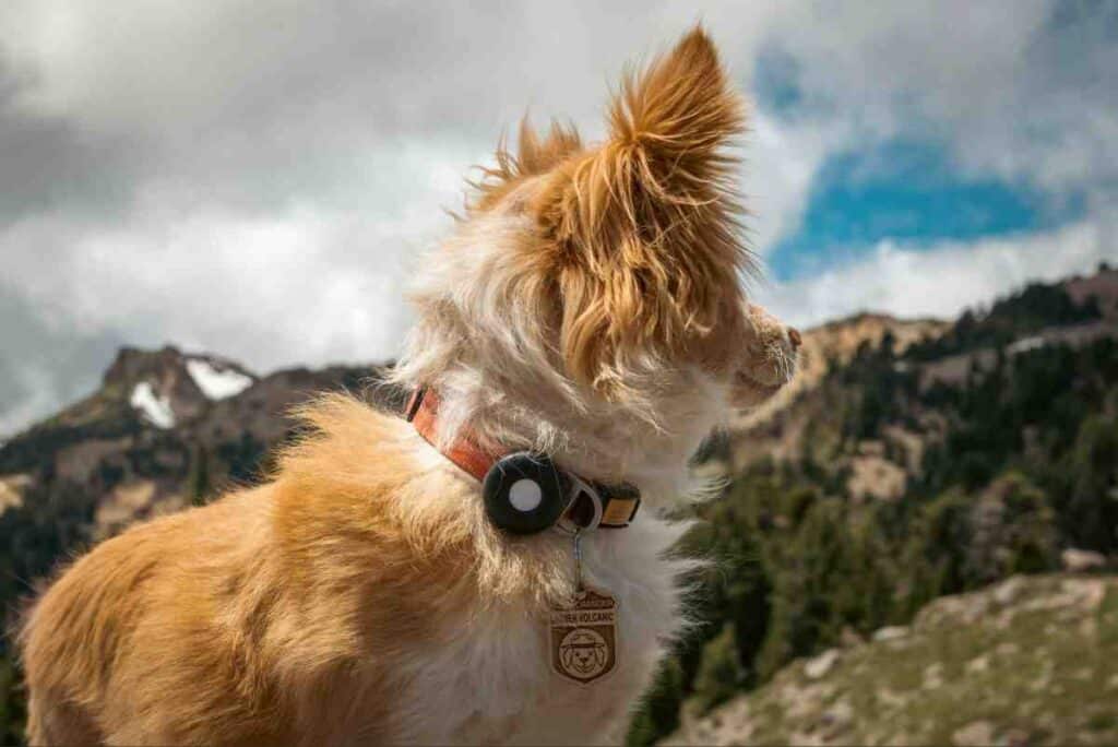 Fluffy golden dog wearing GPS tracking collar on mountain top with scenic view — best dog fence reviews and buying guides help adventurous dog owners choose right containment outdoors
