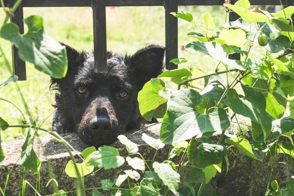 5Common Yard Training Mistakes That Make Dogs Run