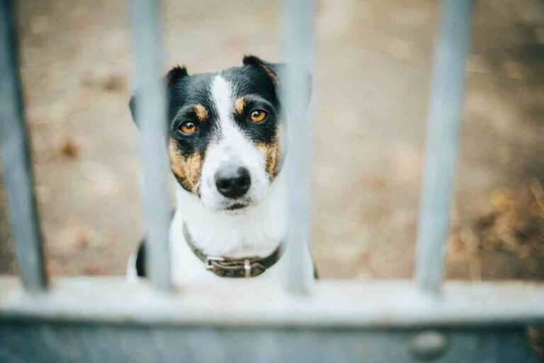 best dog fence by size