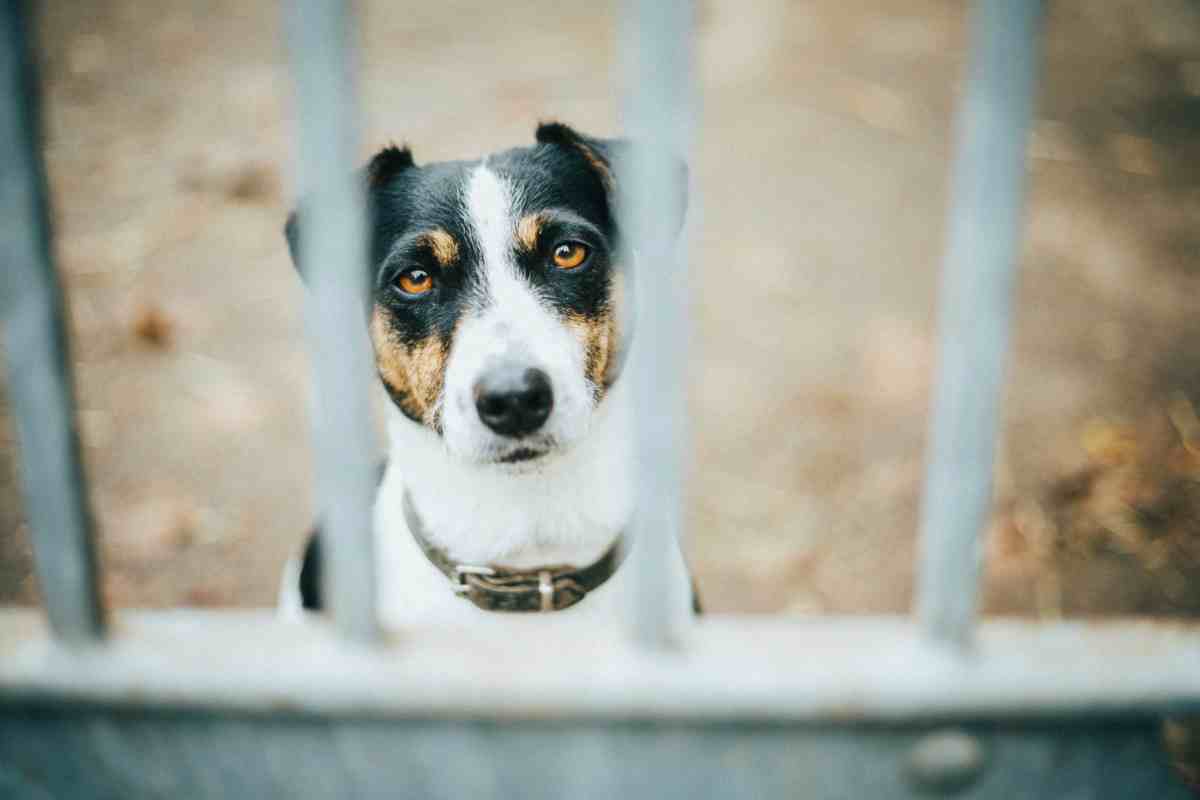 best dog fence by size