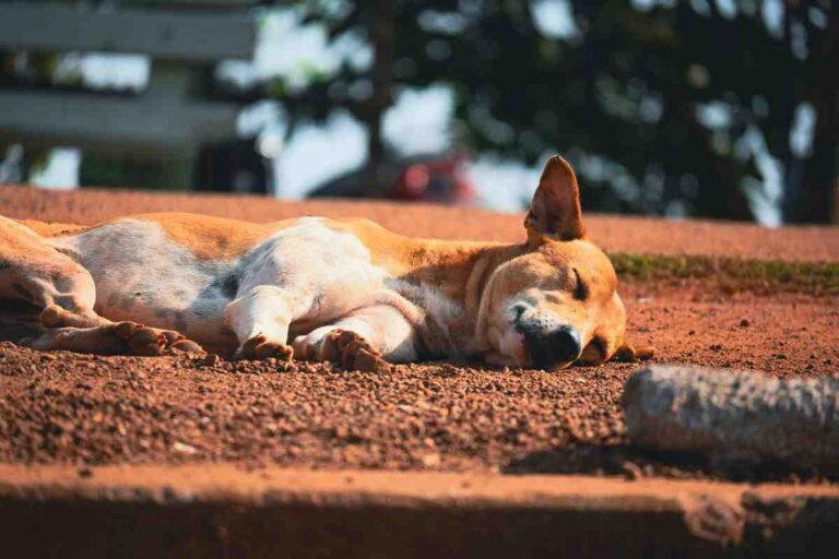 A stray dog sleeping peacefully on red sandy ground in sunlight