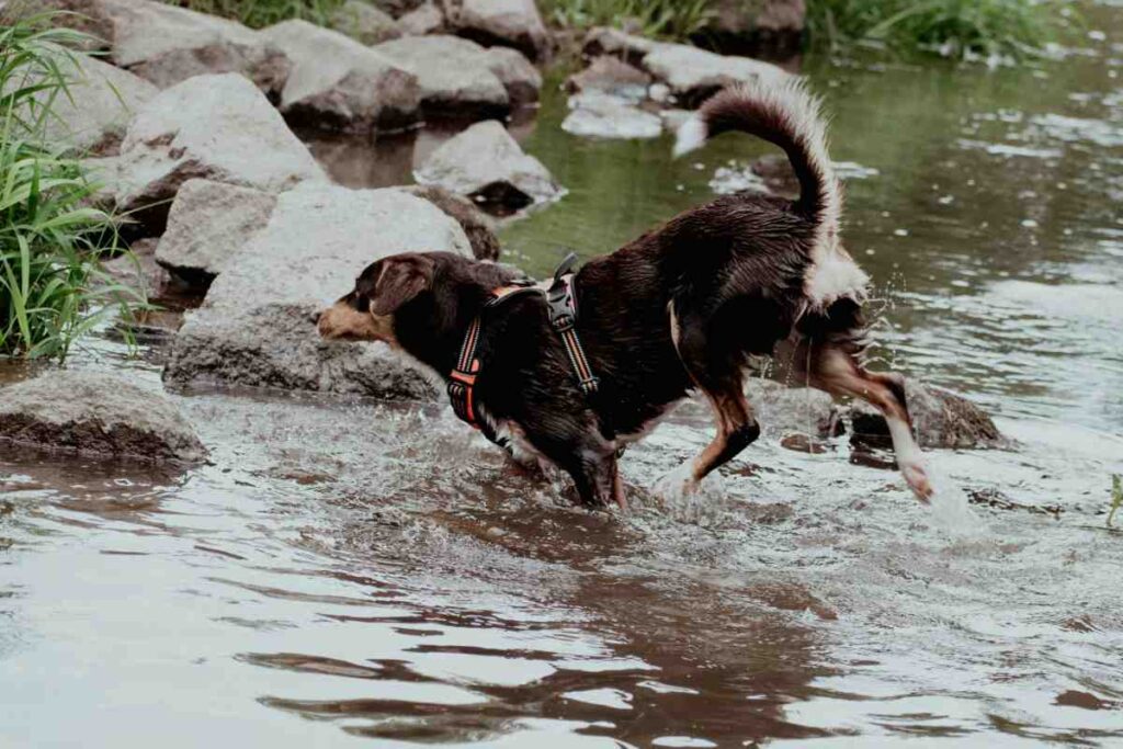Dog wearing harness splashing through rocky stream water