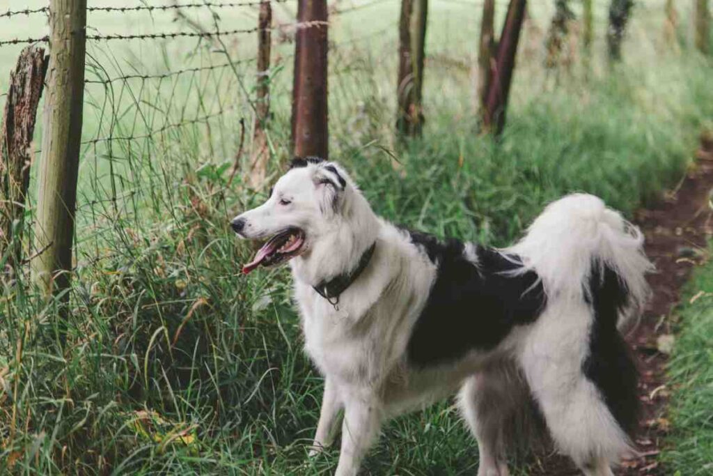 Border Collie standing near wire fence — best wireless dog fence alternative for active breeds