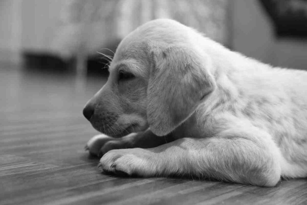 Sad golden puppy showing signs before puppy crying in crate starts