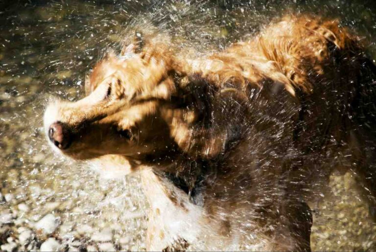 Wet golden dog shaking off water outdoors near a stream