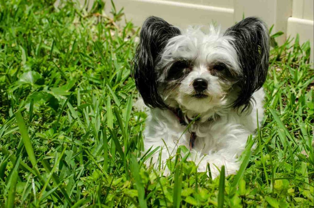 Best Electric Dog Fence for Small Dogs - small dog contained within invisible fence boundary