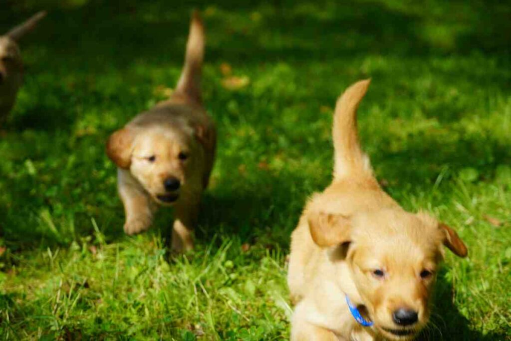 Two golden retriever puppies running and playing on green grass in sunlight