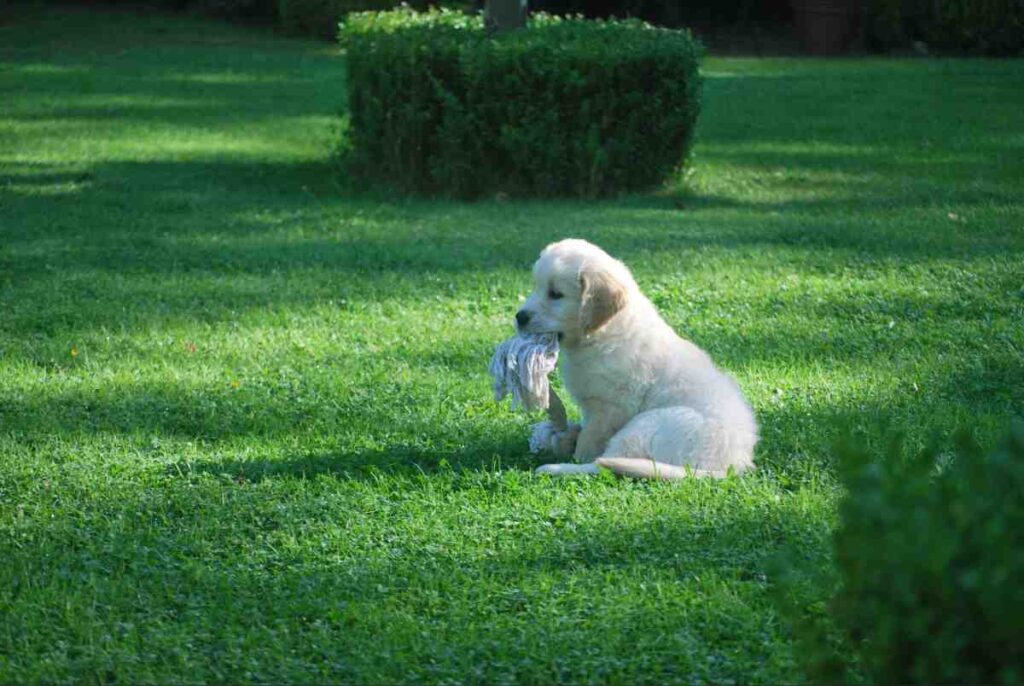 White golden retriever puppy with a rope toy trained with an invisible fence for puppies