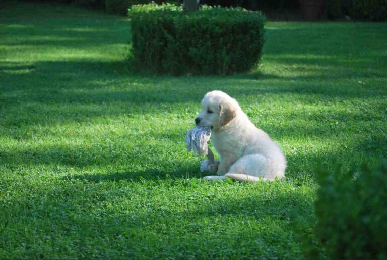 White golden retriever puppy with a rope toy trained with an invisible fence for puppies