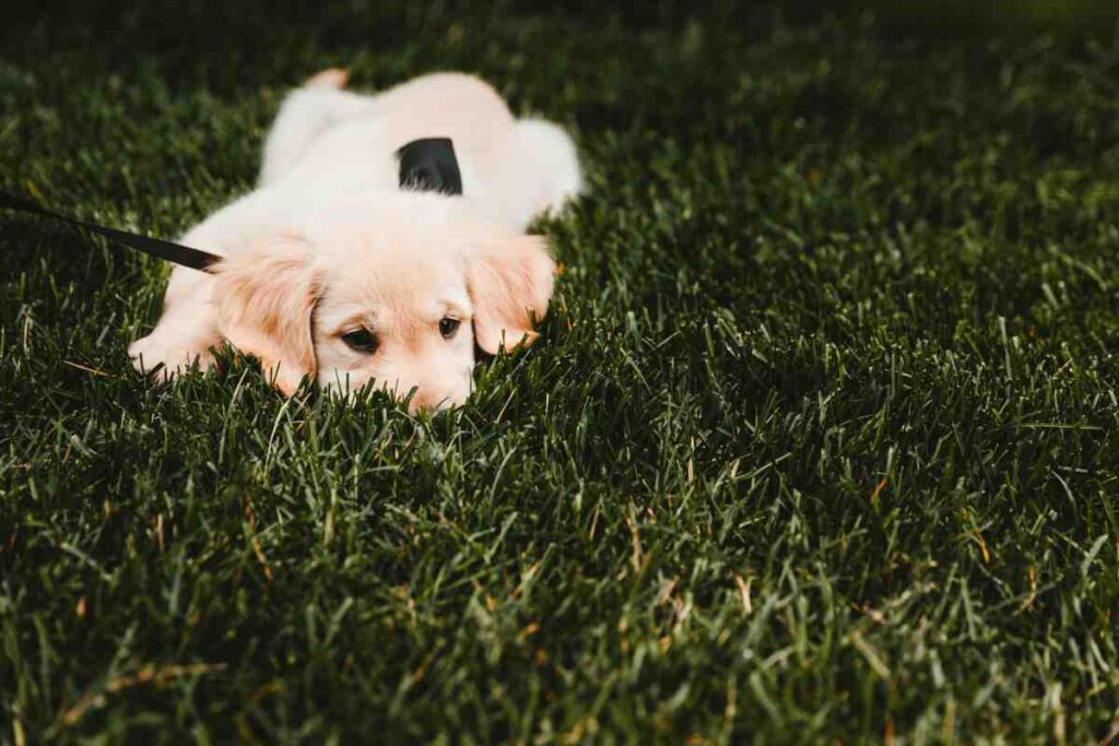 Cute golden retriever puppy lying down on dark green grass with a black leash