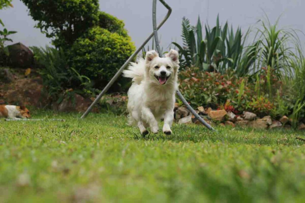 Best Electric Dog Fence for Small Dogs - small breed dog wearing training collar outdoors