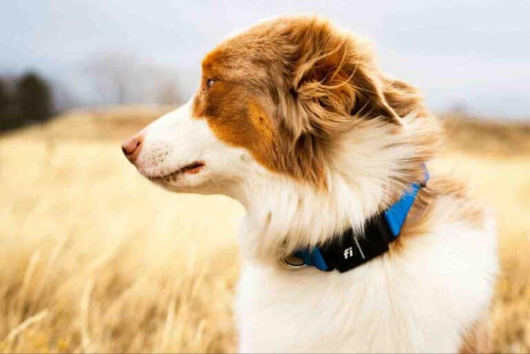Rechargeable invisible fence collar on Australian Shepherd standing in open field