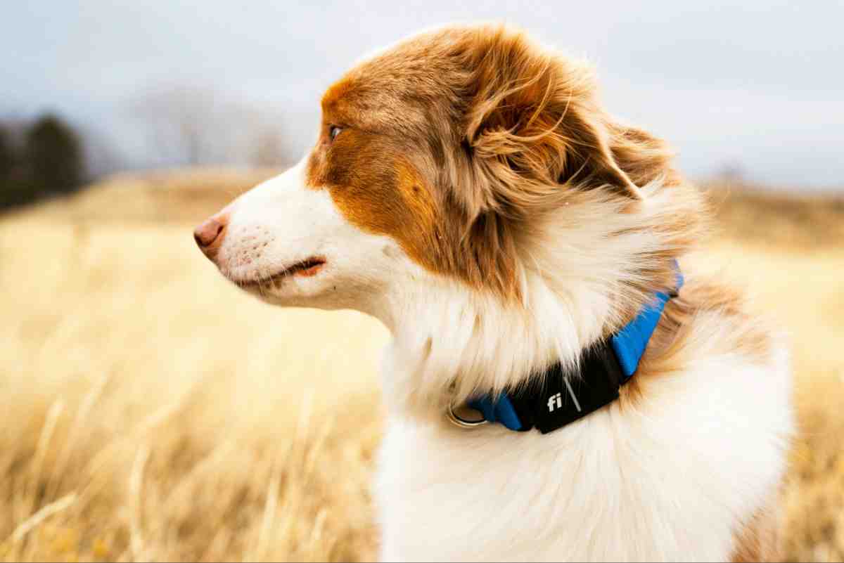Rechargeable invisible fence collar on Australian Shepherd standing in open field