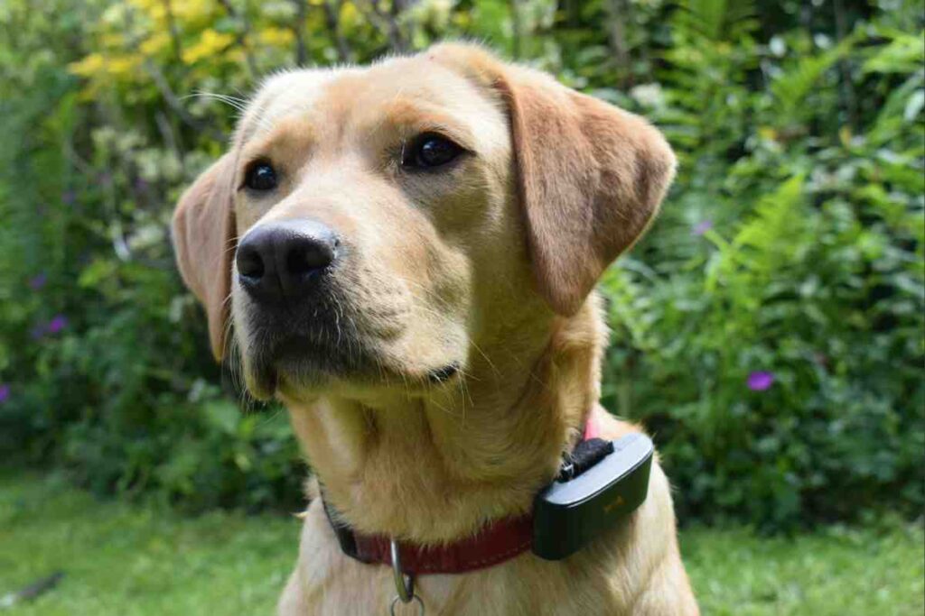 Yellow Labrador wearing invisible fence training collar outdoors