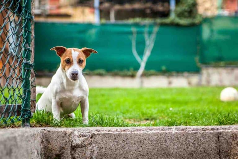 Jack Russell terrier dog sitting near chain-link fence in backyard