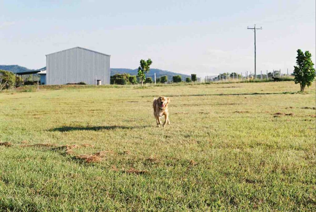 Golden Retriever running freely across a large open rural grass field with farm shed and mountains in background representing dog fence laws by state for rural properties