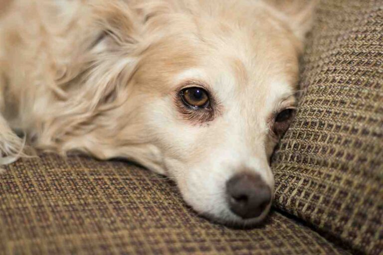 7 Signs Your Dog Is in Pain — sad, tearful eyes