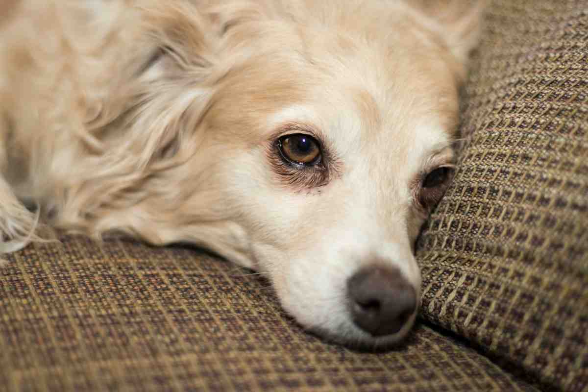7 Signs Your Dog Is in Pain — sad, tearful eyes