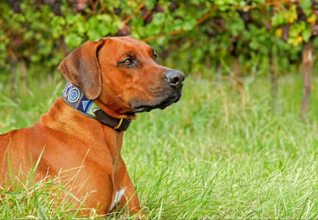 Rechargeable invisible fence collar with decorative strap on dog lying in grass