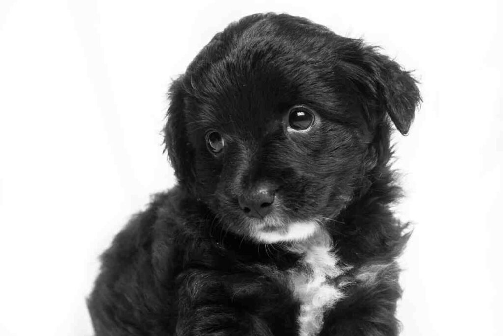 Anxious black puppy face showing early signs of puppy crying in crate
