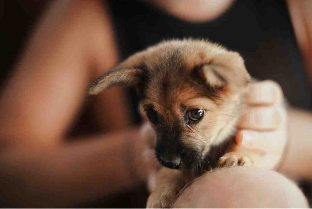 Owner comforting nervous puppy to prevent puppy crying in crate